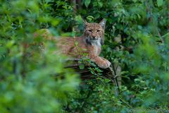 Luchs, Nationalpark Bayr. Wald 2