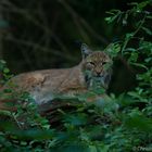 Luchs, Nationalpark Bayr. Wald