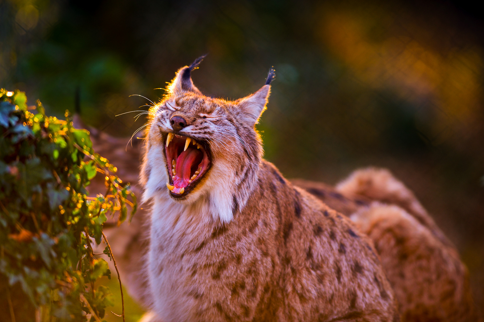 LUCHS NOCH MÜDE