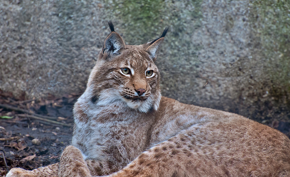 Luchs, NP Bayerischer Wald