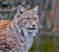 Luchs, NP Bayerischer Wald