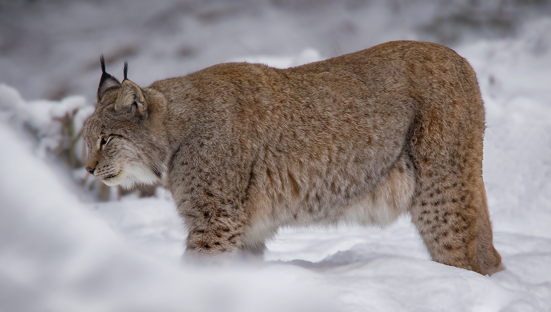 Luchs Nr. vier