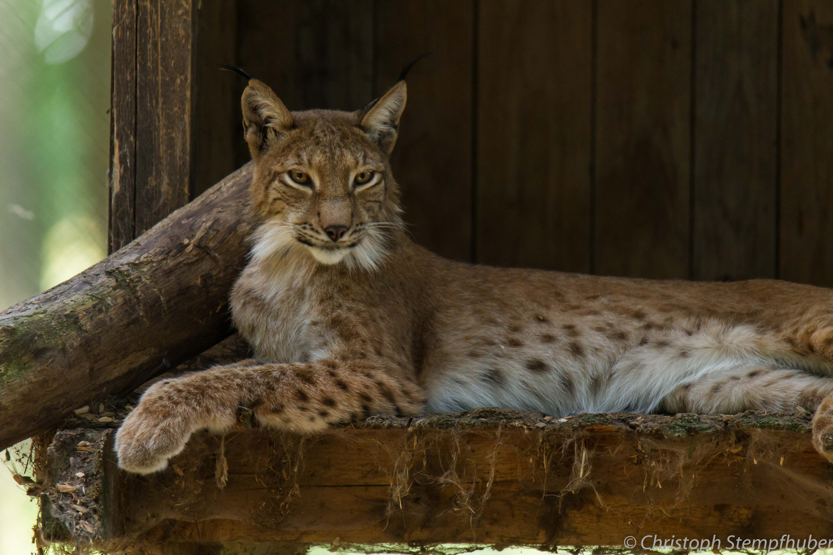 Luchs oder Spinx?