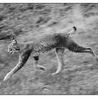 Luchs on the run