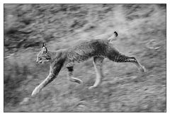 Luchs on the run