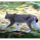 Luchs on the run