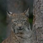 Luchs Originalbild