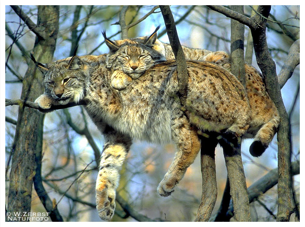 - Luchs Paar bei der Mittagsruhe -