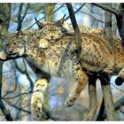 - Luchs Paar bei der Mittagsruhe -