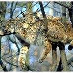 - Luchs Paar bei der Mittagsruhe -