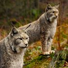 *** Luchs-Paar ***