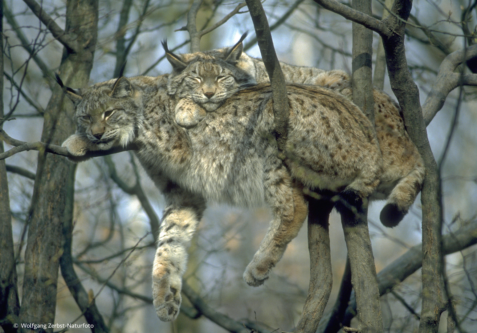 --- Luchs-Paar  , genießt die wärmende Sonne ---