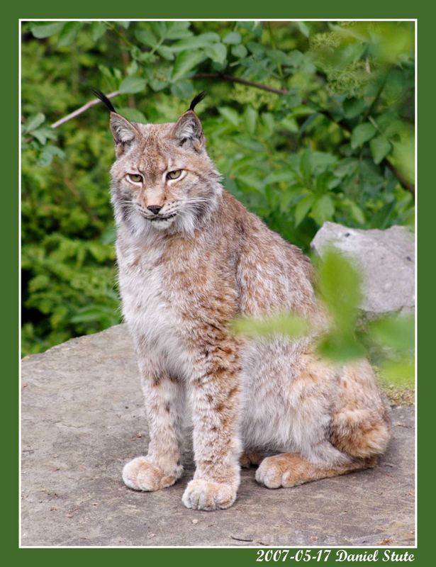 Luchs pass auf