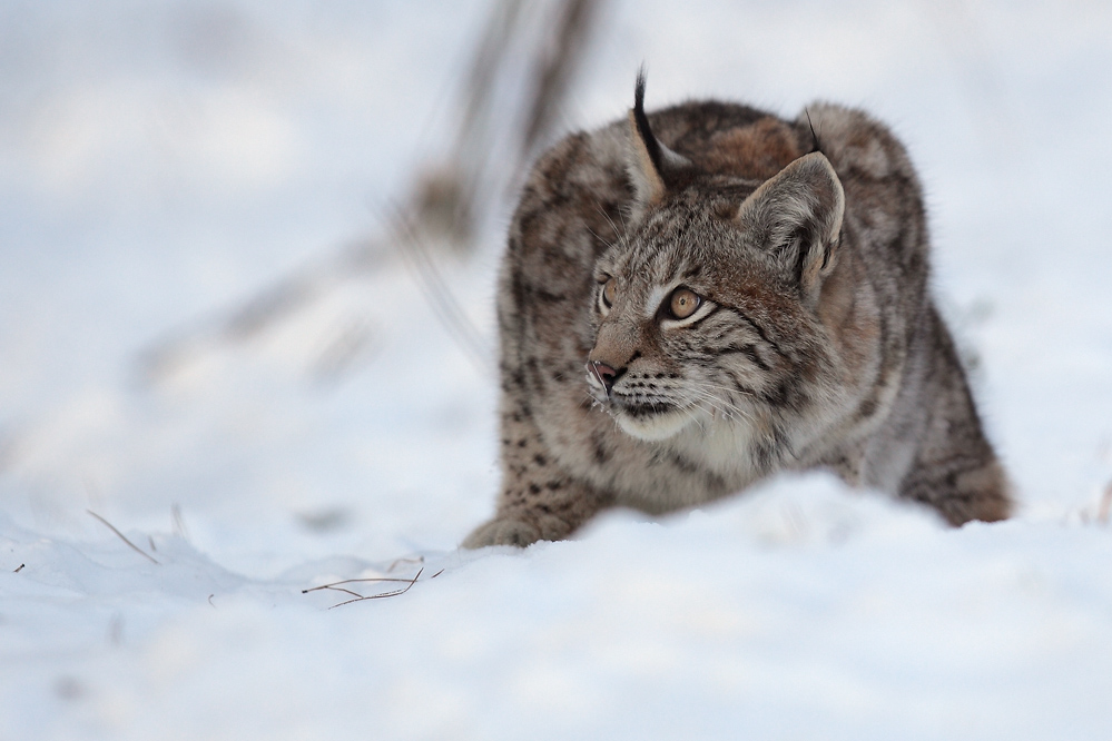 Luchs, pass auf!