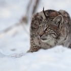 Luchs, pass auf!