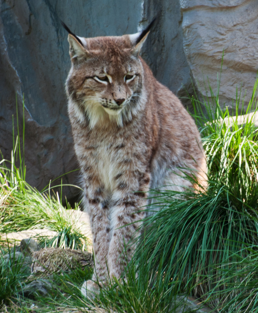 Luchs pass auf !