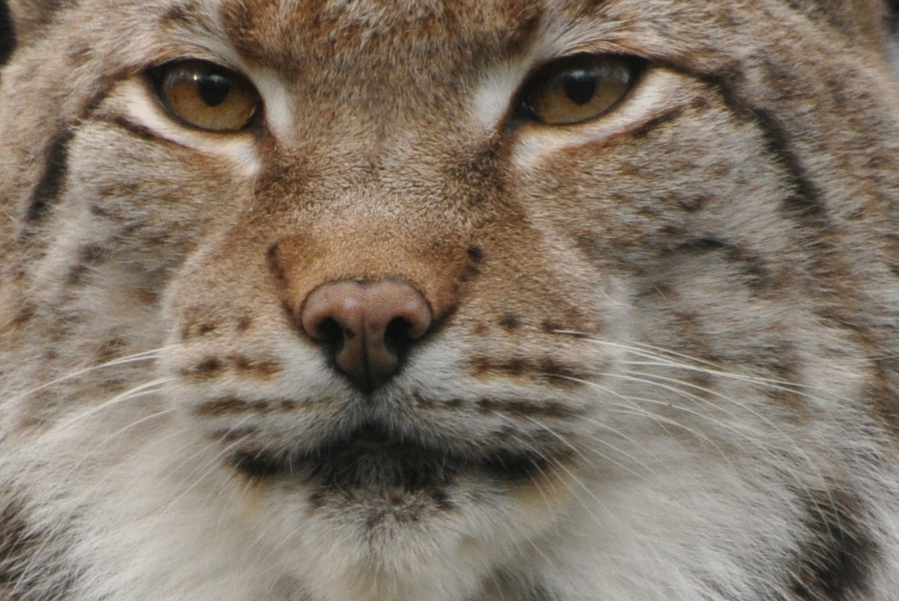 Luchs, pass auf !