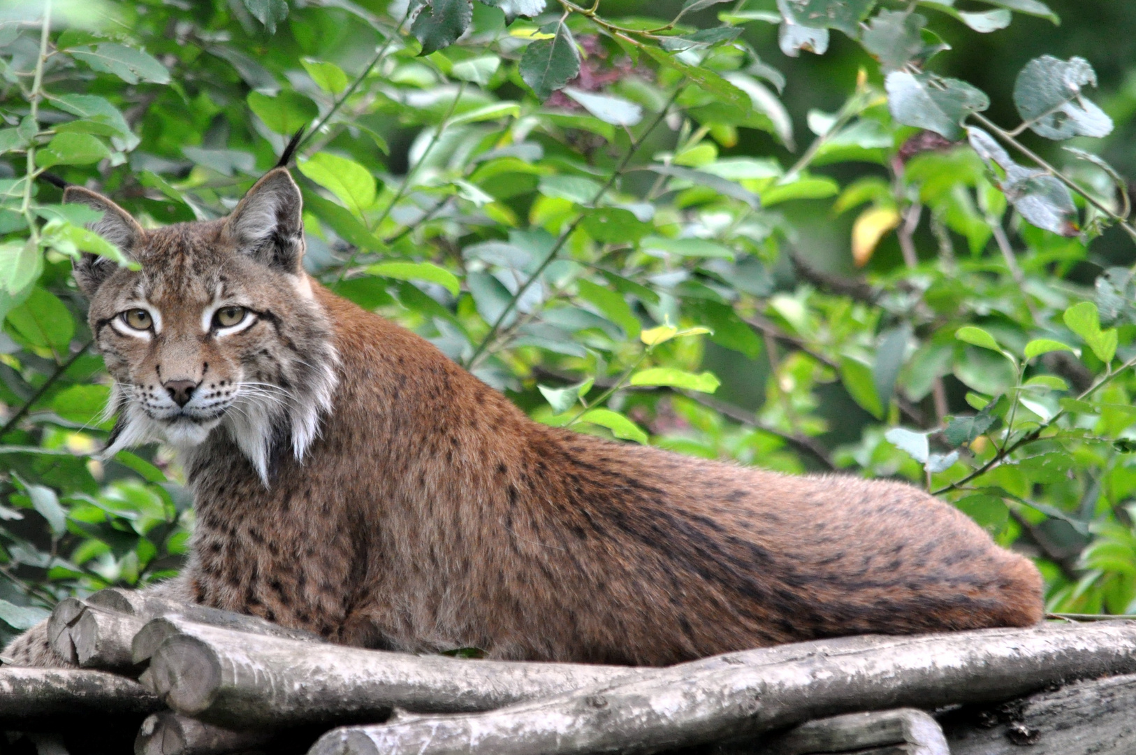 Luchs pass auf