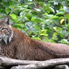 Luchs pass auf