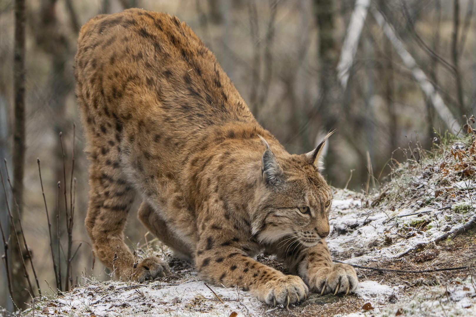 Luchs Polarzoo