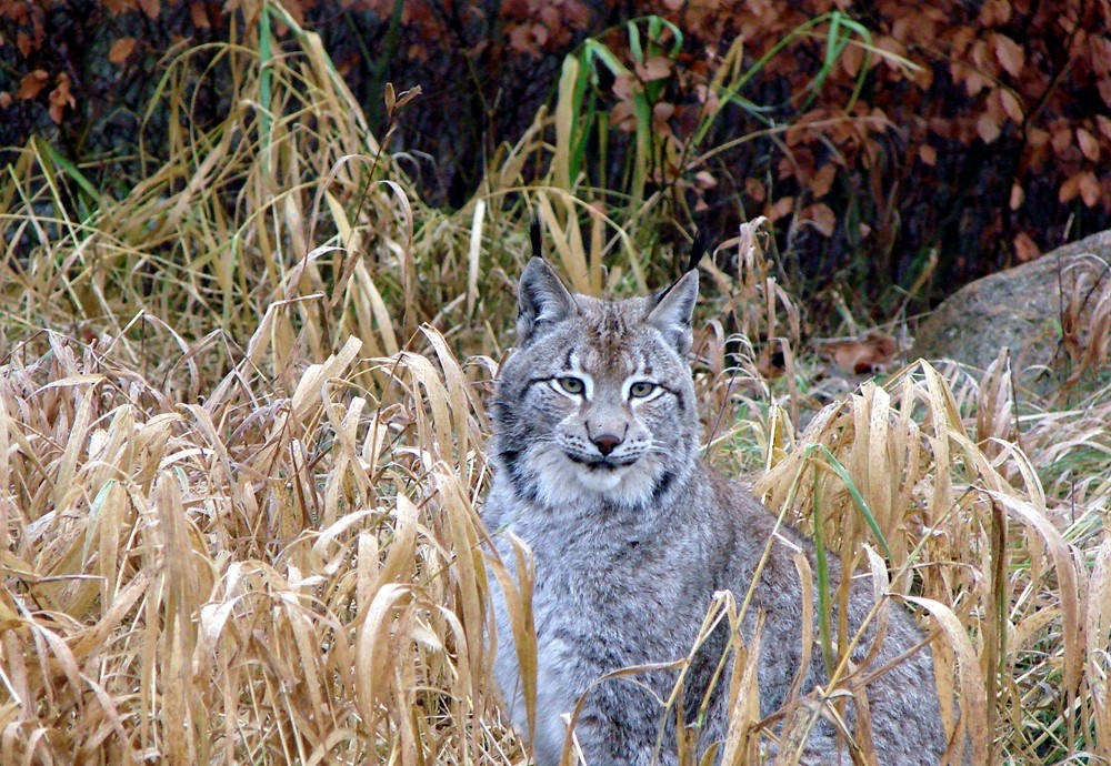 Luchs - Porträt