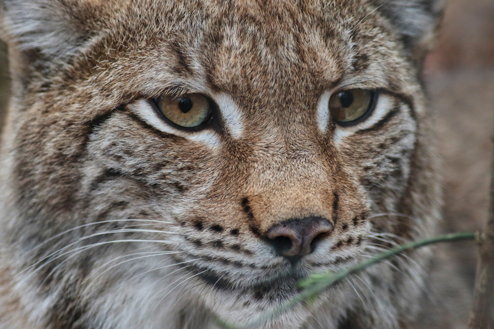 Luchs-Porträt 