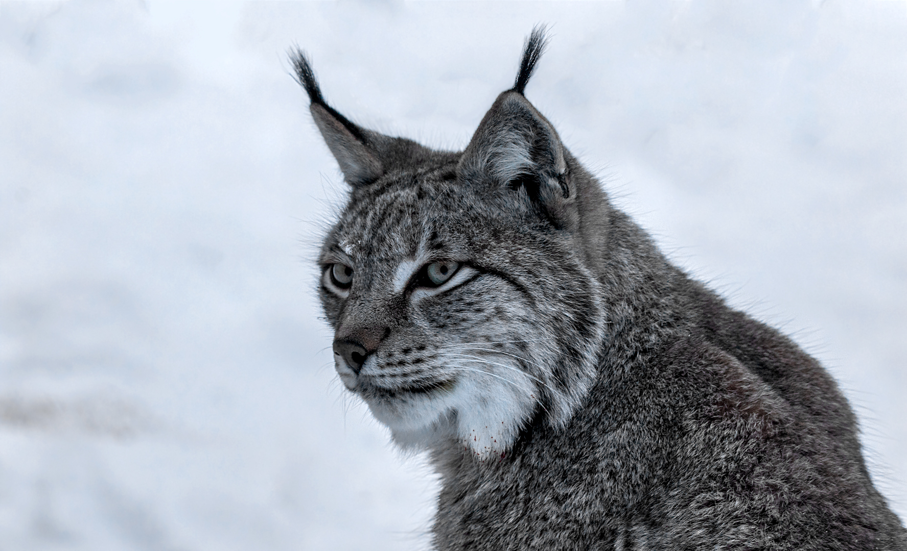 Luchs-Portrait 001a