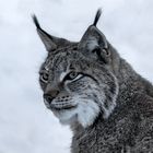 Luchs-Portrait 001a