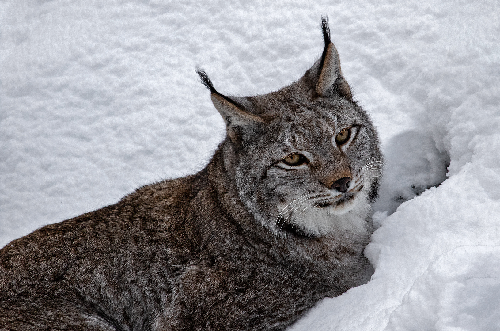 Luchs-Portrait 002 