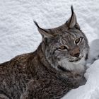 Luchs-Portrait 002 