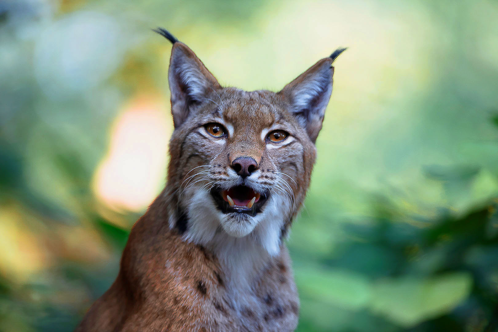 Luchs Portrait