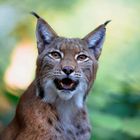 Luchs Portrait