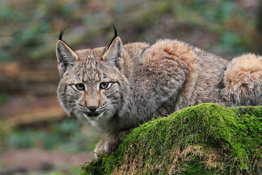 Luchs - Portrait 1