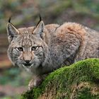 Luchs - Portrait 1