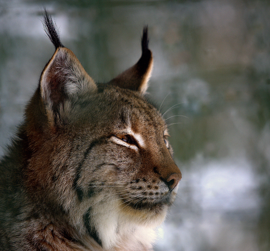 Luchs-Portrait