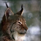 Luchs-Portrait