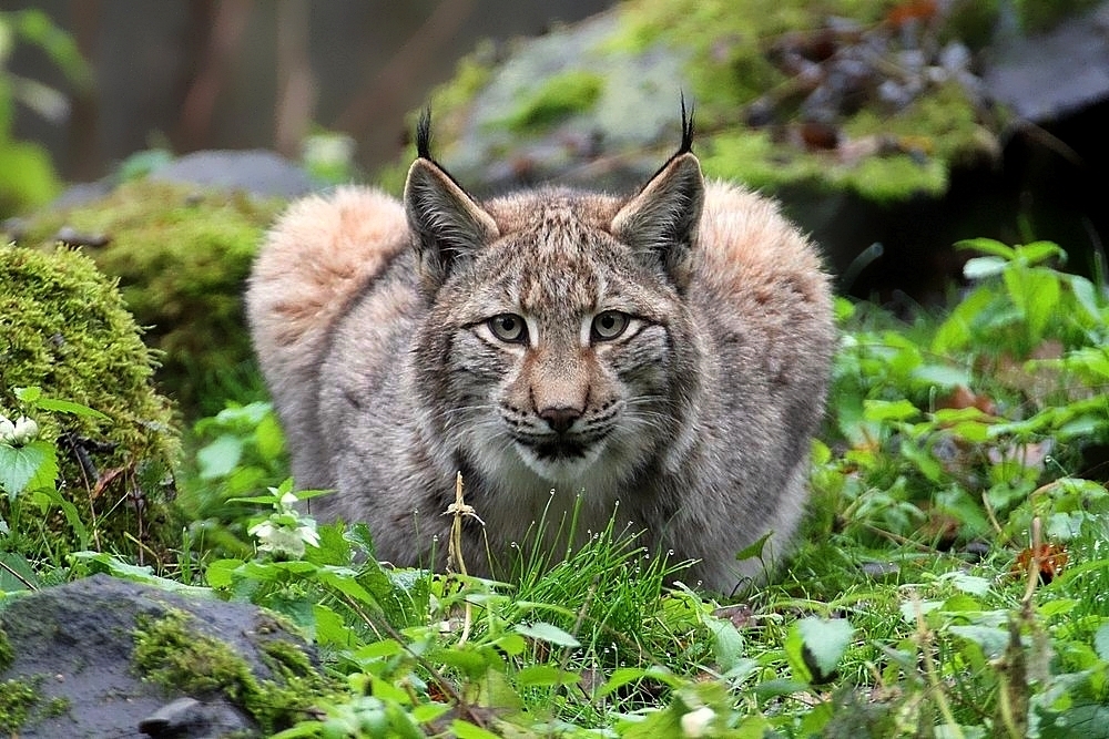 Luchs - Portrait 2