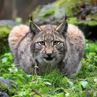 Luchs - Portrait 2