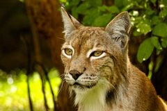 Luchs-Portrait