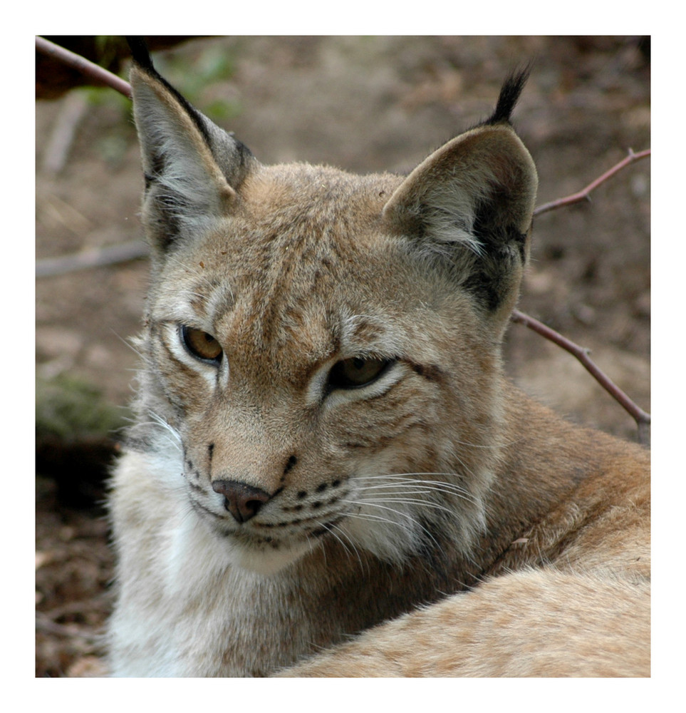 Luchs Portrait