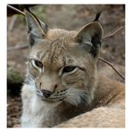 Luchs Portrait