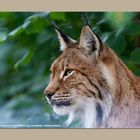 Luchs-Portrait...