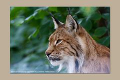 Luchs-Portrait...