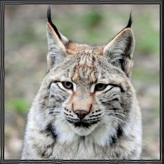 Luchs-Portrait