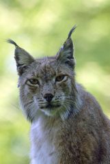 Luchs Portrait