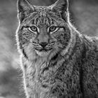 Luchs Portrait