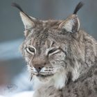 Luchs Portrait