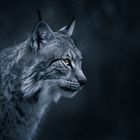 Luchs - Portrait