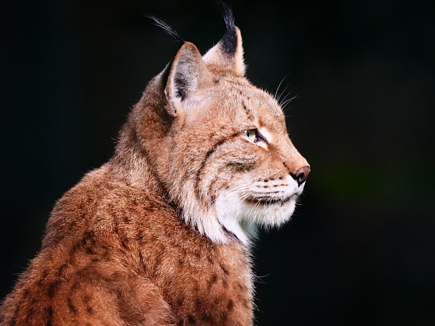 Luchs-Portrait