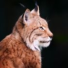 Luchs-Portrait